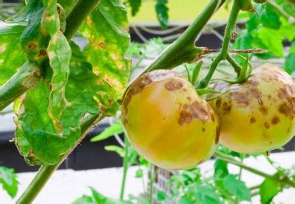 scheminė iliustracija, rodanti skirtingus pomidorų vaisių skilimo tipus (vertikalus ir koncentrinis)