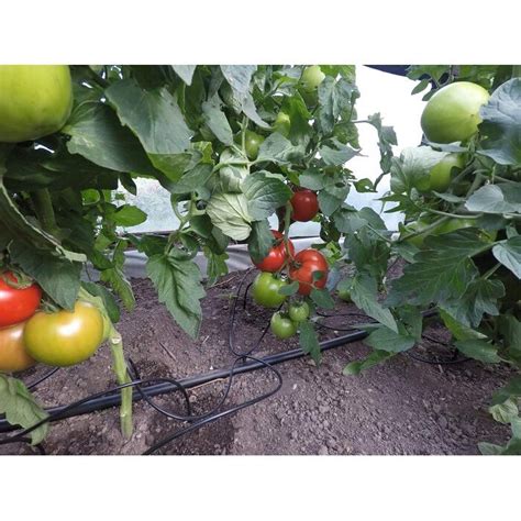 iliustracija, demonstruojanti lašelinio laistymo sistemą ir mulčiuotą dirvožemį aplink pomidorų krūmus