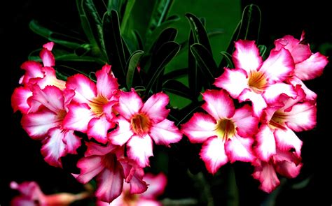 Adenium obesum persodinimo procesas, demonstruojantis tinkamą kamieno atidengimą