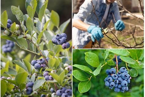 schematinis laiko tarpas šilauogių genėjimui žiemą
