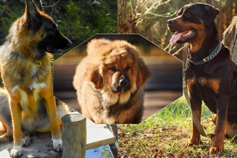 Įvairių šunų veislių nuotraukų koliažas