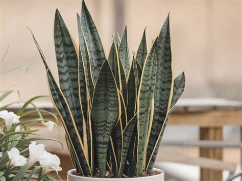 Sansevjera (Uošvės liežuvis) - augalas, kuris gamina deguonį naktį ir filtruoja kenksmingas medžiagas