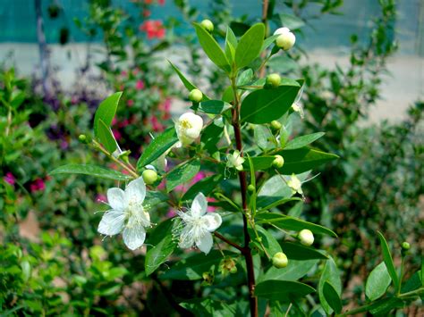 Paprastoji mirta - kvapnus ir naudingas augalas miegamajam