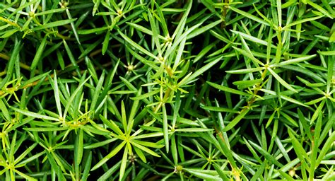 schematinis kibusio lipiko augalo pavaizdavimas su išskirtomis morfologinėmis dalimis: šaknimis, stiebu, lapais ir žiedais