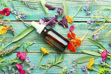 infografika, vaizduojanti įvairių raudinių šeimos augalų panaudojimo sritis: vaistiniai, maistiniai, dažai, eteriniai aliejai