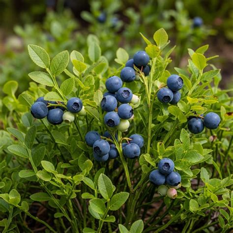 lentelė su pagrindinėmis šilauogių veislėmis, jų prinokimo laiku, krūmo aukščiu ir uogų savybėmis