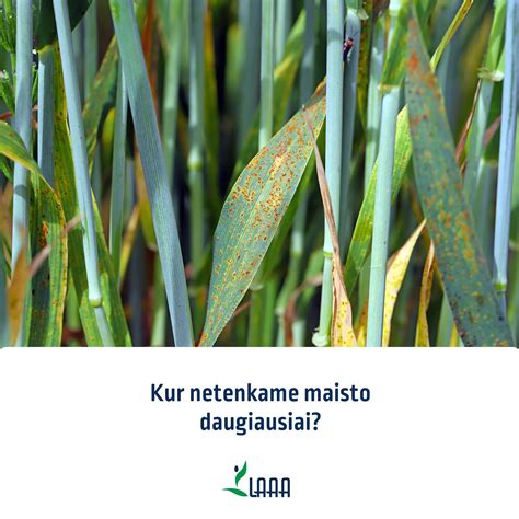 infografika su dažniausių šilauogių ligų ir kenkėjų požymiais ir prevencinėmis priemonėmis