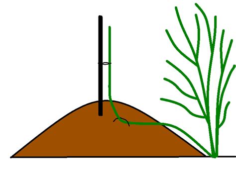 Schema, iliustruojanti skirtingas vandens augalų augimo zonas tvenkinyje: gilioji, seklioji ir pelkėtoji zona.