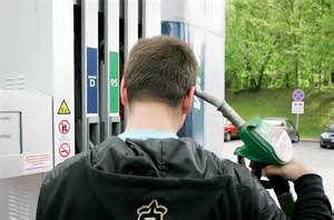 nuotrauka su pelyčių padaryta žala daržo augalui - apgraužta šaknis