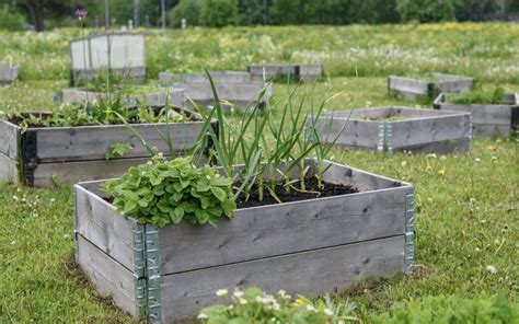 Schema su paaiškintais pakeltos lysvės sluoksniais: stambi mediena, smulki mediena/velėna, stambus kompostas, supuvęs kompostas, dirvožemis.