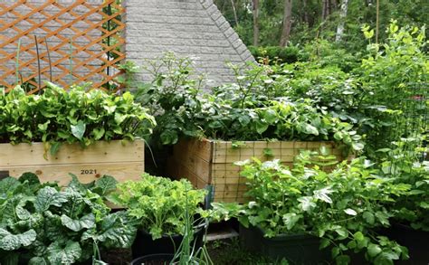 Įvairių daržovių ir gėlių sodinimo pavyzdžiai pakeltose lysvėse.