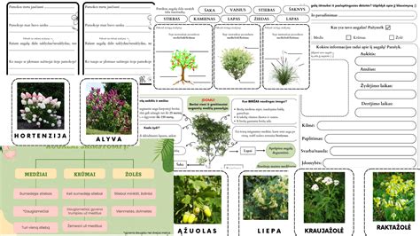 Inforgrafika apie aliejingų augalų sėklas ir jų sudėtį