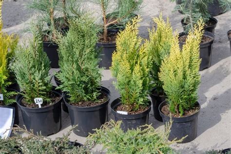 Vizualizacija, kaip paruošti sodinimo duobę tujai ir tinkamai sodinti