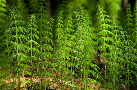 Dirvinis asiuklis (Equisetum arvense) su savo būdingais žaliais 