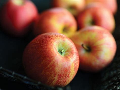 Įvairios obelų veislės ir jų vaisiai