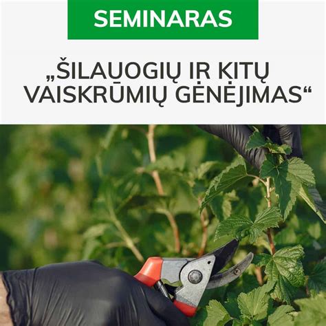 iliustracija su skirtingais šilauogių genėjimo būdais