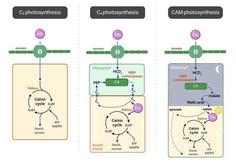 Skaidriai iliustruojanti C3, C4 ir CAM fotosintezės skirtumus tarp ląstelių ir laiko.