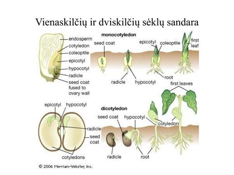 Schema, iliustruojanti vienaskilčių ir dviskilčių augalų morfologinius skirtumus (lapų gyslotumas, šaknų sistema, žiedų sandara)