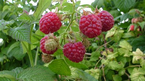 Schema, iliustruojanti vasarinių ir remontantinių aviečių derliaus ciklus