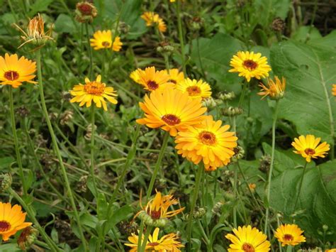 Vaizdinė iliustracija, vaizduojanti ryškiai oranžinius vaistinės medetkos žiedynus.
