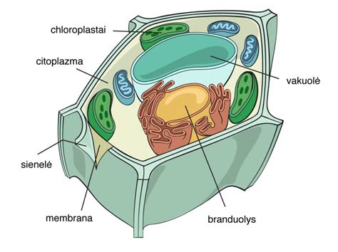 Schema, iliustruojanti augalinės ląstelės sandarą su akcentuota centrine vakuole