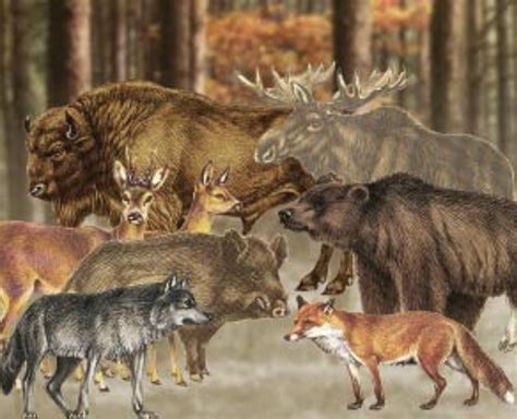 Indėnų horoskopo gyvūnų iliustracija