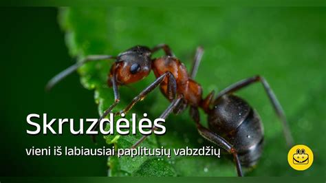 Nuotrauka, vaizduojanti skruzdėles ant augalo lapo šalia kolonijos amarų