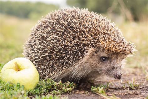 ežys įsirengęs lizdą žiemai