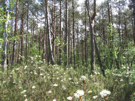 Aukštumalos pelkės kraštovaizdis su ežerėliais ir pelkiniais miškais