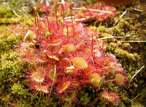 Saulašarė (Drosera anglica) su lipniu skysčiu ant lapelių