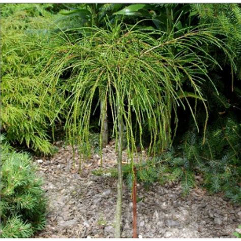 Didžioji Kintų tuja (Thuja plicata)