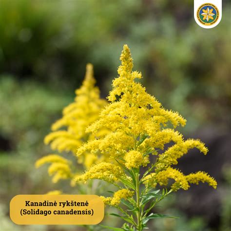 Invaziniai augalai Lietuvoje