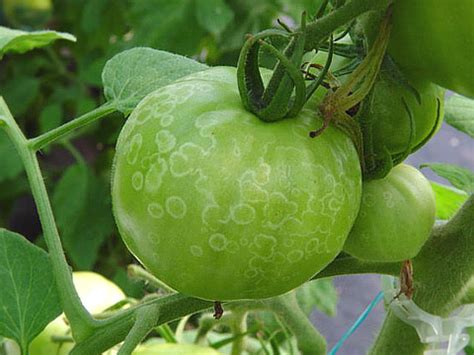 Schema su skirtingomis pomidorų ligomis ir jų simptomais