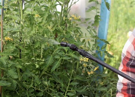 Nuotraukos su natūraliomis priemonėmis pomidorų ligų prevencijai