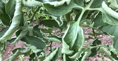 Infografika su pomidorų kenkėjų atpažinimo ir kontrolės metodais