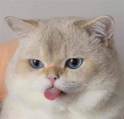 schematinis piešinys, iliustruojantis skirtumą tarp albinizmo ir leukizmo gyvūnų akyse ir kailyje