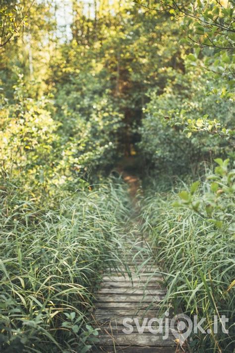 erdvus botanikos sodo takas tarp gausiai žydinčių augalų