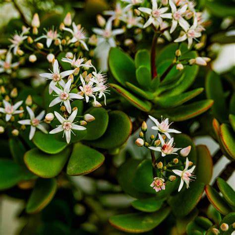 Storlapis (Crassula ovata) - populiarus sukulentas su mėsingais lapais