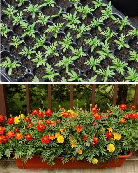 Vaizdinė medžiaga: schematinis pavaizdavimas, kaip sėti augalus tiesiai į dirvą ir kaip atrodo skirtingi augalai