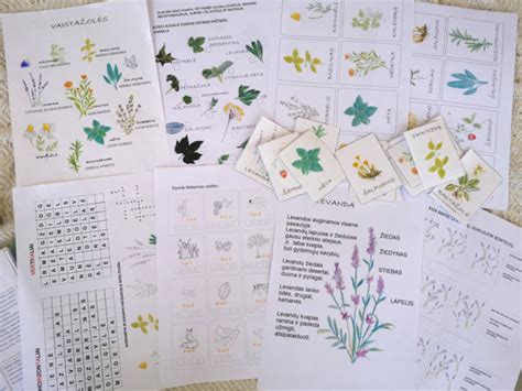 Vaiko akis pro didinamąjį stiklą tyrinėja augalo lapo struktūrą.