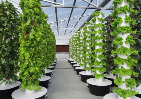 hidroponikos sistema šiltnamyje