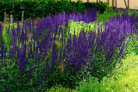 Vaizdas: įvairių spalvų žydinčių šalavijų krūmai gėlyne