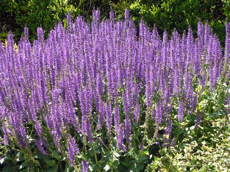 Vaizdas: baltų žiedų šalavijas ant žalios lapijos fono