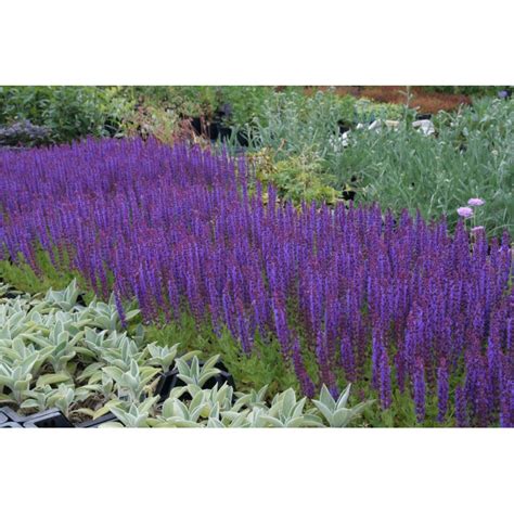 Vaizdas: mėlynai violetinių žiedų šalavijų grupė