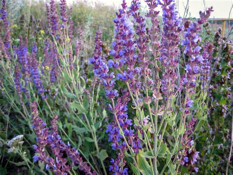 Vaizdas: vienmetis šalavijas su ryškiai violetiniais žiedais