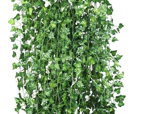 Schema: Paprastoji gebenė dauginama auginiais vandenyje