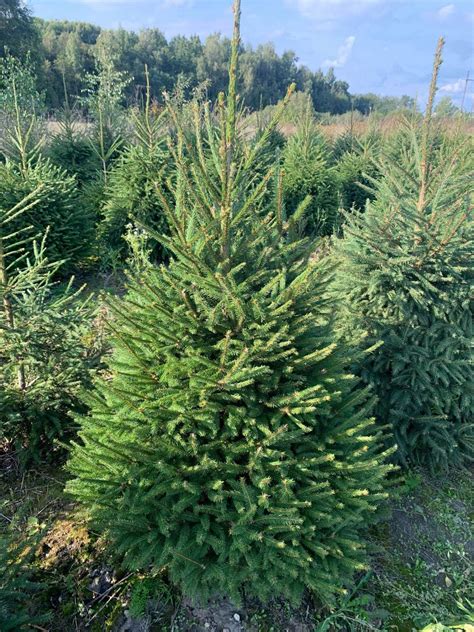 Scheminis paprastosios eglės (Picea abies) vaizdas