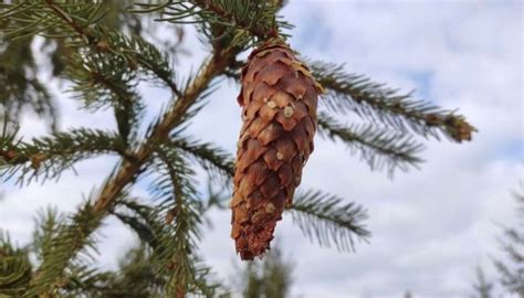 Paprastosios eglės kankorėžis su sėklomis