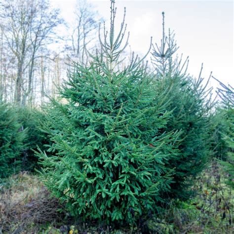 Didelė, brandi paprastoji eglė miške