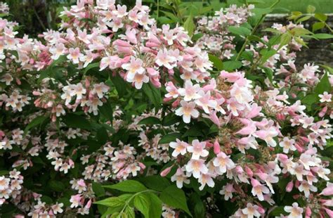 Įvairūs dekoratyviniai krūmai sodui